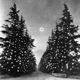 Xmas tree lane vintage postcard