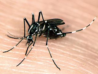 Asian_tiger_mosquito_01