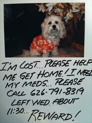 Lost puppy