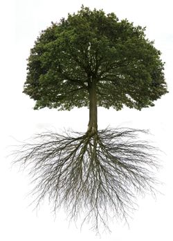 Treeroot