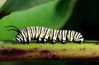 Monarch Caterpillar from edupic.net
