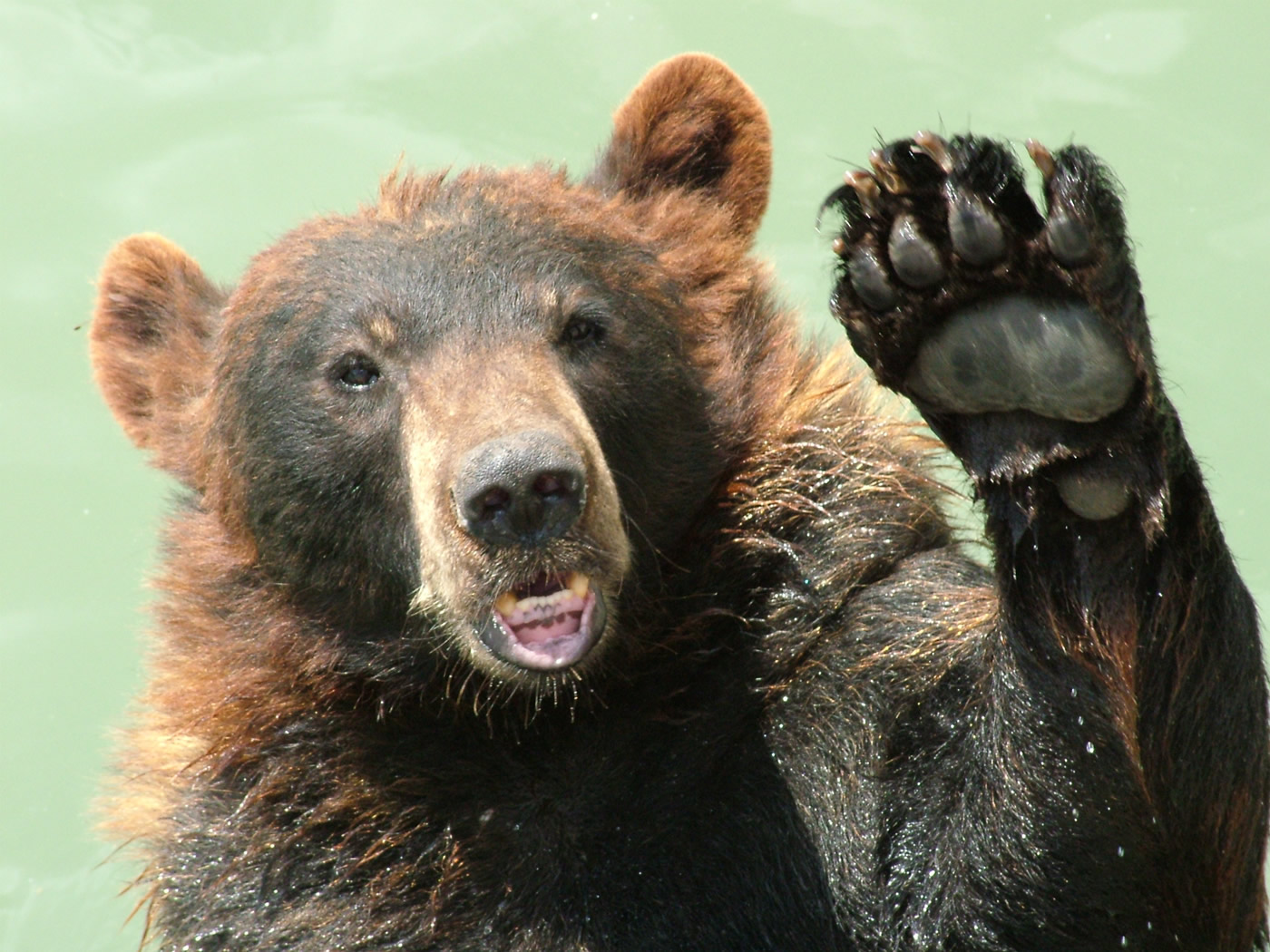 Хороший медведь видео. Медведь. Бурый медведь. Красивый медведь. Медведь машет лапой.