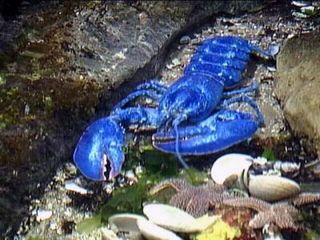 Blue-lobster-3