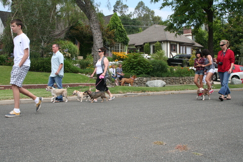 Edmonds little dogs