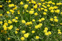 Dandelions