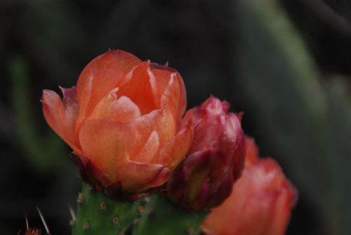 Prickley pear flower