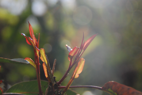 New toyon leaves