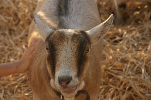 Goat dannys farm
