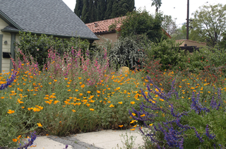 Altadena-DelFosse-Gounley-garden-poppies-penstemon-woolly-blue-curls-1