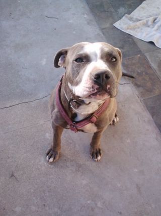 lost and found pitbull