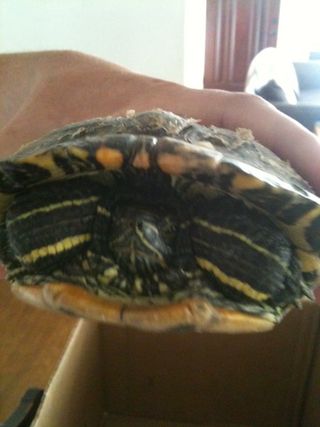 Turtle1