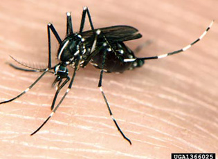 Asian tiger mosquito from USDA