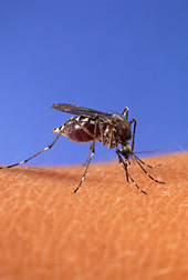 Mosquito USDA